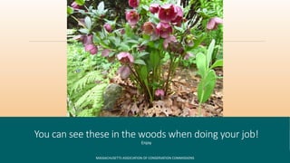 You can see these in the woods when doing your job!
Enjoy
MASSACHUSETTS ASSOCIATION OF CONSERVATION COMMISSIONS
 