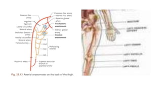 EUGENE'S presentation.anastomoses.pptx