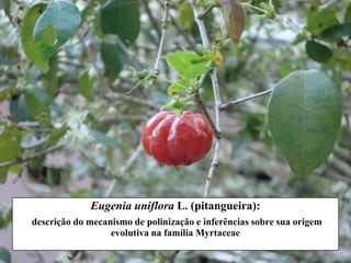 Eugenia uniflora L. (pitangueira):
descrição do mecanismo de polinização e inferências sobre sua origem
                  evolutiva na família Myrtaceae
 