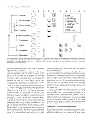 once in the Phacus-Lepocinclis clade, once in Monomor-
phina and once in Colacium.
In the majority of species either ellipsoid or disk-shaped
grains were present. Only two species examined in this
study, (Phacus orbicularis and M. pyrum), had both disks
and ellipses present in the same cell. However, since small
grain type is difficult to detect using LM, and SEM was
conducted on only two Phacus species and a single
Monomorphina, it is unclear as to whether this is unique
to these taxa or will be found more commonly.
This SEM study confirms the presence of short rods
(# 7 mm) in Euglena gracilis, Discoplastis spathirhyncha and
Lepocinclis acus. Additional members of Euglena (for
example see LM of E. deses, Fig. 35) have rod-shaped
paramylon grains on the upper end of the ‘short’
designation and one example, E. ehrenbergii (Fig. 36;
which may not be a true Euglena species), has very long
rods (up to 75 mm). Of the two Discoplastis species
described, D. spathirhyncha has short rods observed with
SEM and D. adunca has short rod-shaped paramylon
grains on the upper end of the short designation (6–7 mm,
Fig. 70). Both short and long rods are present in L. acus
(Figs 12, 59, 60). Lepocinclis is the genus with the most
notable presence of rods with multiple short and long rod-
shaped paramylon grains dominant in the species of the
genus with larger elongated bodies (Figs 59–63). Rods
appear to be entirely absent, either short or long, in the
ovoid to fusiform smaller species of the genus (for example
see L. ovum Fig. 64).
From a phylogenetic perspective (Fig. 71), the most
parsimonious explanation for short rod-shaped paramylon
grains appears to be a presence at the base of the Euglenales
with the presence of short rod-shaped paramylon grains in
Discoplastis. Rod-shaped grains were lost twice; once in the
Phacus clade and again in the Trachelomonas-Cryptoglena
clade in which no rod-shaped grains occur. Evidence
indicates short rod-shaped grains are always found in the
presence of long rod-shaped grains; although, the inverse is
not always true.
From a taxonomic perspective, presence of small
detached ellipse, disk or short rod-shaped grains was of
little taxonomic value. Distinguishing this type using LM is
challenging at best. Consequently, while variability exists in
type and presence of multiple types, it is not possible to
apply this distinction broadly without comprehensive SEM
across the individual genera. Instead, it is the larger
dominant grains and the attached pyrenoid-associated
grains that appear to have the most taxonomic value.
Small grains – pyrenoid-associated paramylon
One of the more unusual types of paramylon grains is that
capping the pyrenoid in several taxa. In photosynthetic
Euglenales, species may lack pyrenoids or have naked
Fig. 71. Phylogenetic diagram illustrating relationships among the nine natural genera within the order Euglenales and the major paramylon
morphological types. Phylogeny modified from rooted Bayesian phylogenetic tree based on the combined small subunit and partial large
subunit rDNA sequences (Triemer et al. 2006 ). Paramylon grains illustrated at the tips of the tree indicate the presence of paramylon
morphological types in the lineage.
166 Phycologia, Vol. 50 (2), 2011
 