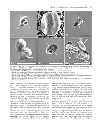 rigorous framework for a consistent descriptive terminol-
ogy. All grains observed to date, either in the extensive
review of morphology conducted in this research or
examined and documented in previous publications, fall
into the designated six size and shape classifications
proposed and described in this article. It is important to
note, natural breaks in size and shape have been noted for
descriptive purposes. The terminology we propose, com-
bined with SEM reference images (Figs 1–12) and sche-
matic drawings (Figs 13–30), provides a defined set of
terms that will help to standardize the nomenclature.
Heidt (1937) and Gojdics (1953) suggested that rings and
links were the result of the dissolution and digestion of
intact grains. When paramylon is broken down by the cell,
digestion occurs in a regular fashion from the centre
outwards. This leads to partially digested grains with
progressively larger open central regions (Leedale et al.
1965). In this study, rings, links and elongated links were
documented only in the presence of the respective
comparably sized intact grains. This supports the ontogeny
of rings (large and small), links and elongated links as
remnants of the lytic process (Gojdics 1953; Leedale et al.
1965). Therefore, disks and rings, ellipses and links, plates
and large rings, and rods and elongated links, while useful
descriptive terms, represent manifestations of the same
grain types. Consequently, in the grain types proposed in
this manuscript, small and large rings, links and elongated
links fall under the same grain descriptions as their intact
counterparts.
All taxa in the study had more than a single paramylon
grain type. This feature of having two types of paramylon
grains within a single cell has been referred to as
‘dimorphic’ with one type being larger and few in number
and the other being smaller and more numerous (Mila-
nowski et al. 2001, 2006). Many species observed in this
study possessed paramylon grain diversity within both the
large grain category (plates, bobbins and long rods), as well
as the small grain category (disks, ellipses, short rods and
pyrenoid caps). Other species and genera had multiple
forms of paramylon but only in the small grain category.
Figs 47–52. Whole cell LM micrographs and paramylon SEM micrographs of euglenoid species in the genera Monomorphina and
Cyptoglena. In all LM images and SEM micrographs scale bars 5 20 mm, with the exception of Fig. 48 (M. pyrum) in which the scale bar 5
2mm. Culture collection information for SEM images available in Table 1.
Fig. 47. Whole cell LM image of M. pyrum (ACOI 1295). Lateral plates (two) indicated with arrows.
Fig. 48. SEM micrograph of large curved paramylon plate extracted from M. pyrum (SEM stub CMC9).
Fig. 49. Whole cell LM image of M. ellipsoidalis (SAG 1261-9-1). Lateral plates (three) indicated with arrows.
Fig. 50. Whole cell LM image of M. ellipsoidalis (SAG 1261-9-1); Two cells shown. Haplopyrenoid paramylon cap indicated with arrow.
Fig. 51. Whole cell LM image of C. skujae (SAG 1088). Lateral plates (two) indicated with arrows.
Fig. 52. SEM micrograph of paramylon extracted from C. skujae (SEM stub CMC2). Ellipse indicated with an E and curved lateral
plates indicated with a LP.
Monfils et al.: Paramylon in photosynthetic euglenoids 163
 