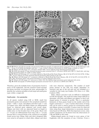 Therefore, given the multiple forms of paramylon found in
many of the euglenoids, and the variation found amongst
the grains surveyed, we propose the term, polymorphic, to
describe the variation possible in both large and small grain
types within a single cell.
Small grains – free paramylon
In all species studied using LM or SEM, small free
paramylon grains were present in the cytoplasm (small free
grains 5 disks # 4 mm, and ellipses and short rods # 7 mm
on longest axis). Disk and ellipse shapes are differentiated
based on observed grain segments and overall shape.
Ellipses and short rods are separated based on length to
width ratios on the broadest face of the grain. Short rods
(# 7.0 mm) are differentiated from long rods (. 7.0 mm)
because this is a natural break in the variation in rod length
found across taxa. Rings, links and short elongated links
were noted in all species in which disks, ellipses and short
rods were observed, respectively. The number of small
grains present in the cells was largely dependent on
nutrition and age of the cell and was not included as a
variable for this study (see Gojdics 1953; Kiss et al. 1986;
Conforti 1998).
Disks, ellipses and short rods are difficult to distinguish
in LM micrographs. The small size makes shape difficult to
determine, and disks and ellipses can appear as short rod-
shaped grains if oriented in profile. This is a particular
limitation of these grains found on the smaller end of the
length continuum (, 7 mm). Careful observation of living
cells can be used to observe grains for reorientation (disks
and ellipses present in profile). Caution must be observed
when using these shape distinctions in taxonomic descrip-
tions based on LM alone. With this important caveat, some
careful conclusions can be drawn from the observations of
LM and SEM in this study.
Ellipse-shaped grains are found in every genus of the
Euglenales with the exception of one, Colacium. From a
Figs 53–58. Whole cell LM micrographs and paramylon SEM micrographs of euglenoid species in the genus Phacus. In all LM images scale
bars 5 20 mm. In all SEM micrographs scale bars 5 2 mm. Culture collection information for SEM images available in Table 1.
Fig. 53. Whole cell LM image of P. orbicularis (ACOI 1996). Arrow indicates large flattened paramylon plate.
Fig. 54. SEM micrograph of large flattened paramylon plate extracted from P. orbicularis (SEM stub CMC11). Small disk- and ring-
shaped paramylon grains are visible on plate surface.
Fig. 55. Whole cell LM image of P. curvicauda collected at Marsh Road Silo Pond, Okemos, MI, 42u43946.500N, 84u24942.380W, 19 May
2005. Arrows indicate two large thickened discoid paramylon plates present in the cell.
Fig. 56. Whole cell LM image of P. acuminatus collected at Marsh Road Silo Pond, Okemos, MI, 42u43946.500N, 84u24942.380W, 19
May 2005. Paramylon plates with partial dissolution of centres indicated with arrows.
Fig. 57. Whole cell LM image of P. pleuronectes (SAG 1261-3b). Bobbin shape paramylon grain indicated with arrow.
Fig. 58. SEM micrograph of bobbin-shaped paramylon extracted from P. pleuronectes (SEM stub CMC12).
164 Phycologia, Vol. 50 (2), 2011
 