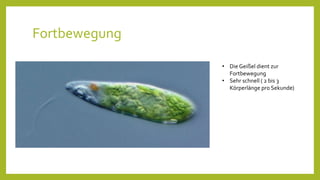 Euglena_(Deutsch).pptx