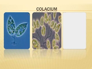 Euglena kel 3.pptx [Repaired].pptx