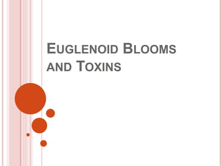 EUGLENOID BLOOMS
AND TOXINS
 