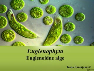 Ivana Damnjanović
Euglenophyta
Euglenoidne alge
 