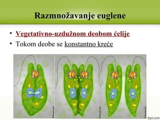 Razmnožavanje euglene
• Vegetativno-uzdužnom deobom ćelije
• Tokom deobe se konstantno kreće
 