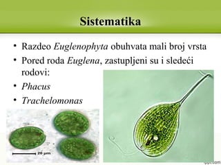 Sistematika
• Razdeo Euglenophyta obuhvata mali broj vrsta
• Pored roda Euglena, zastupljeni su i sledeći
rodovi:
• Phacus
• Trachelomonas
 