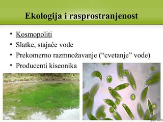 Ekologija i rasprostranjenost
• Kosmopoliti
• Slatke, stajaće vode
• Prekomerno razmnožavanje (“cvetanje” vode)
• Producenti kiseonika
 