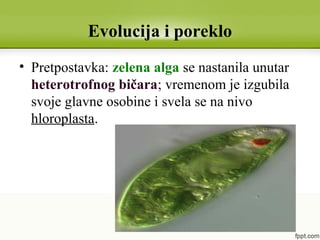 Evolucija i poreklo
• Pretpostavka: zelena alga se nastanila unutar
heterotrofnog bičara; vremenom je izgubila
svoje glavne osobine i svela se na nivo
hloroplasta.
 