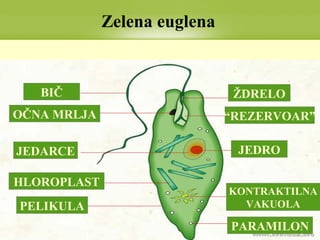 Zelena euglena
BIČ
“REZERVOAR”
JEDRO
KONTRAKTILNA
VAKUOLA
OČNA MRLJA
JEDARCE
HLOROPLAST
PELIKULA
PARAMILON
ŽDRELO
 