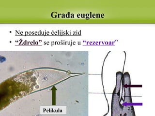 Građa euglene
• Ne poseduje ćelijski zid
• “Ždrelo” se proširuje u “rezervoar”
Pelikula
 