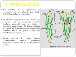 Euglenophyta | PPT