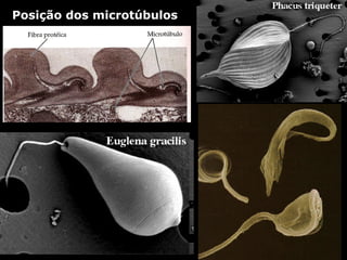 Posição dos microtúbulos
 