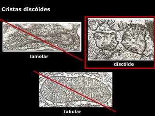 Cristas discóides
lamelar
tubular
discóide
 