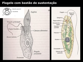 Flagelo com bastão de sustentação
 
