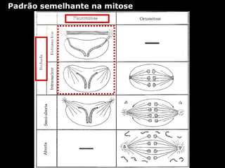 Padrão semelhante na mitose
 
