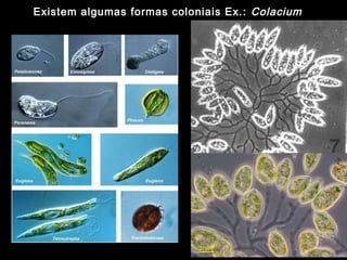Existem algumas formas coloniais Ex.: Colacium
 