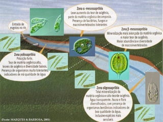 (Fonte: MARQUES & BARBOSA, 2001)
(KOLKWITZ & MARSSON, 1908)
(FOISSNER, 1988)
 