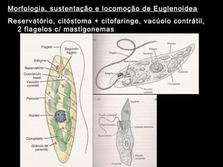 Morfologia, sustentação e locomoção de Euglenoidea
Reservatório, citóstoma + citofaringe, vacúolo contrátil,
2 flagelos c/ mastigonemas
 