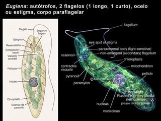 Euglena: autótrofos, 2 flagelos (1 longo, 1 curto), ocelo
ou estigma, corpo paraflagelar
 