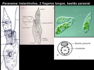 Peranema: heterótrofos, 2 flagelos longos, bastão paraxial
 