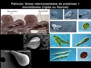 Película: feixes interconectados de proteínas +
microtúbulos (rígida ou flexível)
 