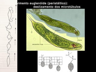 Movimento euglenóide (peristáltico):
deslizamento dos microtúbulos
 
