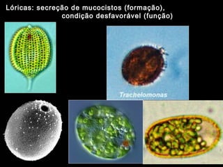Lóricas: secreção de mucocistos (formação),
condição desfavorável (função)
 