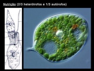 Nutrição (2/3 heterótrofos e 1/3 autórofos) 
 