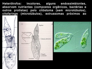 Heterótrofos: incolores, alguns endossimbiontes,
absorvem nutrientes (compostos orgânicos, bactérias e
outros protistas) pelo citóstoma (sem microtúbulos),
citofaringe (microtúbulos), extrussomas próximos ao
citóstoma
 