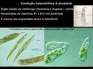 Condição heterotrófica é ancestral
Órgão bastão da citofaringe (Peranema e Euglena – rudimentar)
Necessidade de vitaminas B1 e B12 nos autótrofos
“A fronteira entre a autotrofia e a heterotrofia é imprecisa”
A maioria dos euglenóides atuais é heterótrofo
 