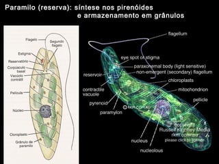 Paramilo (reserva): síntese nos pirenóides
e armazenamento em grânulos
 