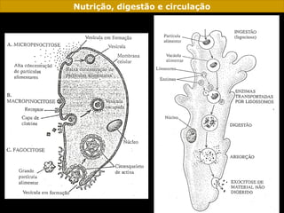 Nutrição, digestão e circulação
 