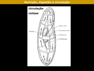 Nutrição, digestão e circulação
circulação
ciclose
 