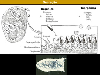 Secreção
Orgânica Inorgânica
 