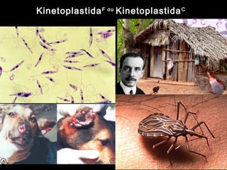 KinetoplastidaF ou
KinetoplastidaC
 