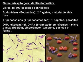 Caracterização geral de Kinetoplastida
Cerca de 600 espécies conhecidas
Bodonídeos (Bodonidae): 2 flagelos, maioria de vida
livre
Tripanossomos (Tripanosomatidae): 1 flagelos, parasitos
DNA mitocondrial, DNAk (organizado em círculos – micro
e maxicírculos), cinetoplasto -tamanho, posição e
forma),
Agentes de doenças em humanos, animais domésticos e
silvestres: leishmanioses e tripanossomíases
 