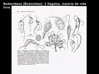 Bodonídeos (Bodonidae): 2 flagelos, maioria de vida
livre
 