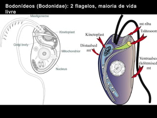 Bodonídeos (Bodonidae): 2 flagelos, maioria de vida
livre
 