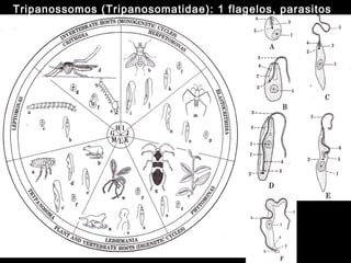 Tripanossomos (Tripanosomatidae): 1 flagelos, parasitos
 