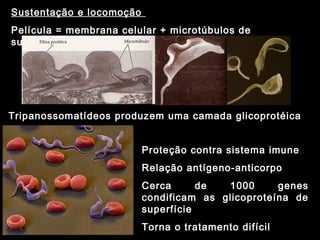 Sustentação e locomoção
Película = membrana celular + microtúbulos de
sustentação
Tripanossomatídeos produzem uma camada glicoprotéica
Proteção contra sistema imune
Relação antígeno-anticorpo
Cerca de 1000 genes
condificam as glicoproteína de
superfície
Torna o tratamento difícil
 