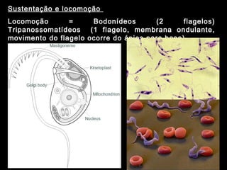 Sustentação e locomoção
Locomoção = Bodonídeos (2 flagelos)
Tripanossomatídeos (1 flagelo, membrana ondulante,
movimento do flagelo ocorre do ápice para base)
 