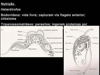 Nutrição
Heterótrofos
Bodonídeos: vida livre; capturam via flagelo anterior;
citóstoma
Tripanossomatídeos: parasitos; ingerem proteínas por
endocitose pela membrana celular ou na região da bolsa
flagelar
 