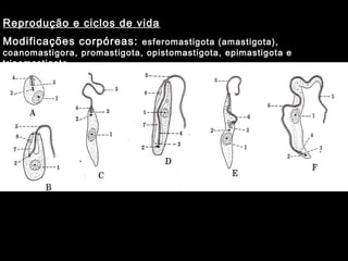Reprodução e ciclos de vida
Modificações corpóreas: esferomastigota (amastigota),
coanomastigora, promastigota, opistomastigota, epimastigota e
tripomastigota
 