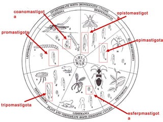 promastigota
coanomastigot
a
opistomastigot
a
epimastigota
tripomastigota
esferpmastigot
a
 