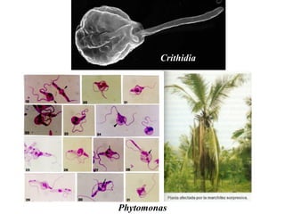 Crithidia
Phytomonas
 