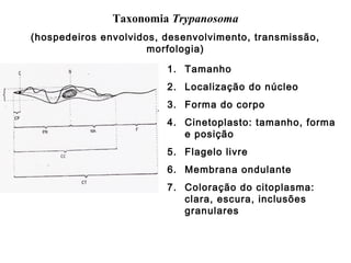 Taxonomia Trypanosoma
(hospedeiros envolvidos, desenvolvimento, transmissão,
morfologia)
1. Tamanho
2. Localização do núcleo
3. Forma do corpo
4. Cinetoplasto: tamanho, forma
e posição
5. Flagelo livre
6. Membrana ondulante
7. Coloração do citoplasma:
clara, escura, inclusões
granulares
 