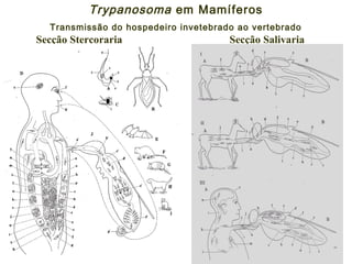 Trypanosoma em Mamíferos
Transmissão do hospedeiro invetebrado ao vertebrado
Secção Stercoraria Secção Salivaria
 