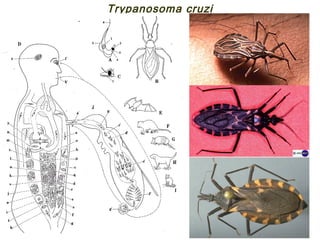 Trypanosoma cruzi
 